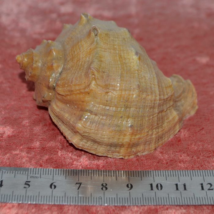 Мушлі Венозна рапана