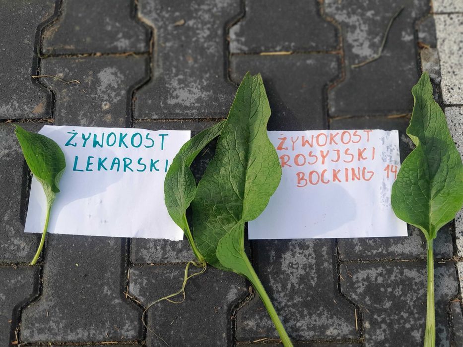 żywokost rosyjski bocking 14 sadzonki sadzonka Żywokostu  uplandicum