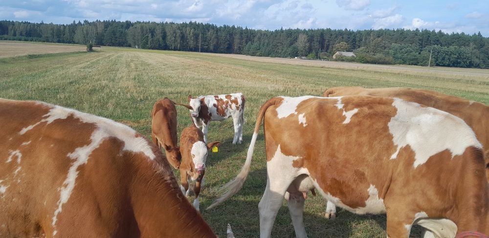 Krowa simental 100% z biala karta Zamiana