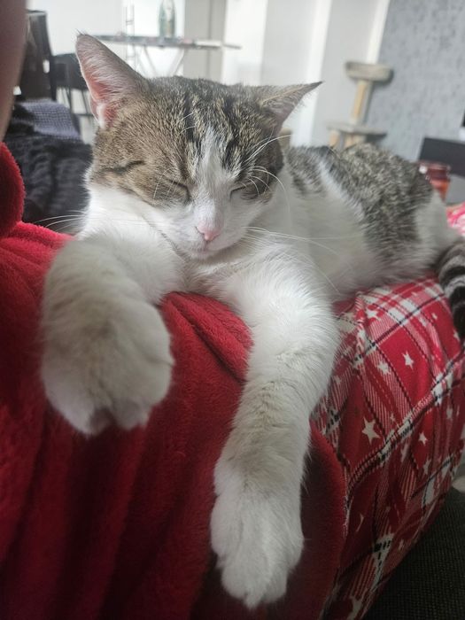 Misiu szuka domku wychodzącego