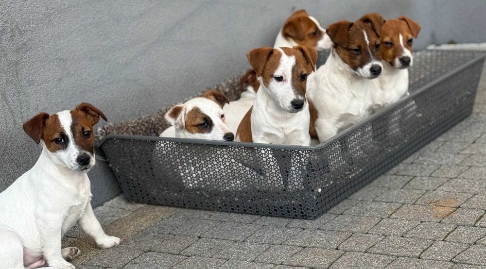 Jack Russell Terrier  od # S M A R T I E * J A C K S # pure breed pups