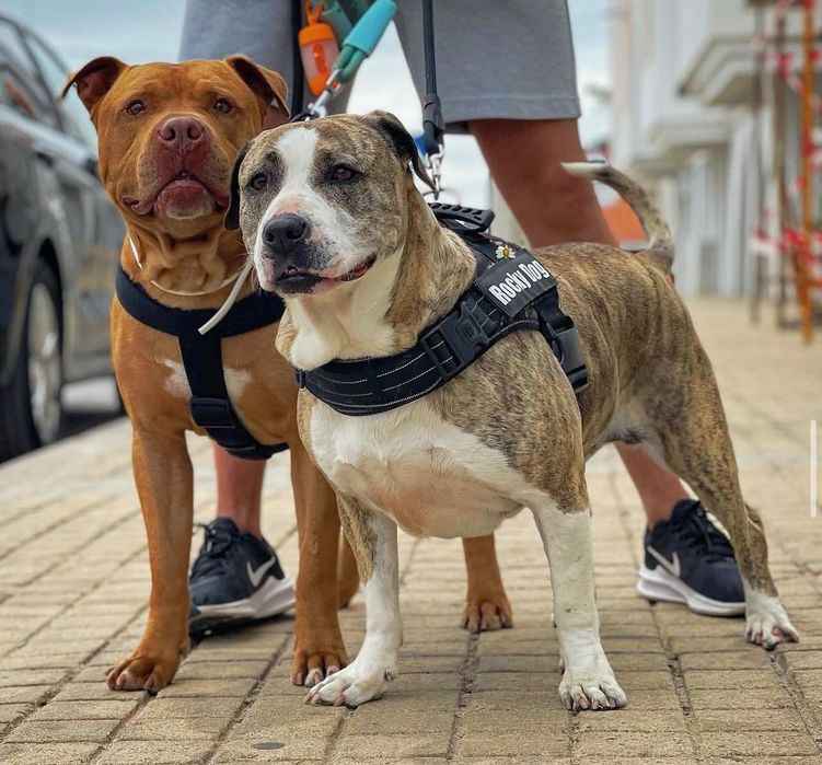 Zeus e Chanel Adoção responsável