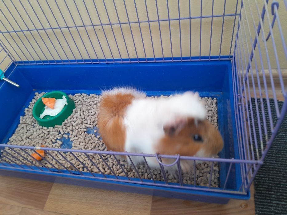 Морская свинка с клеткой