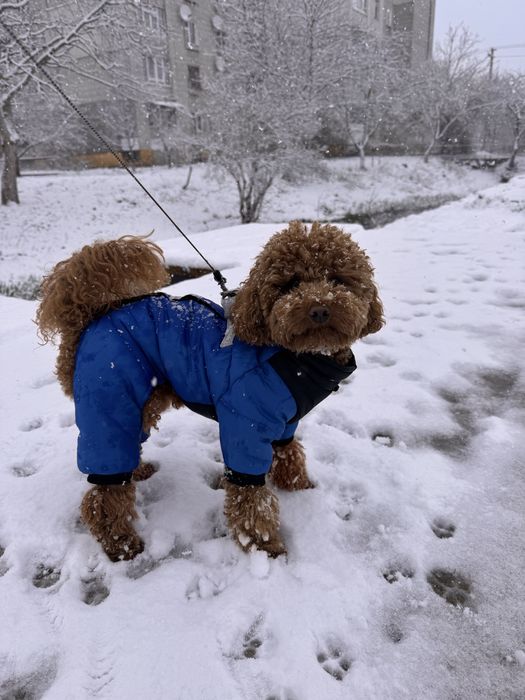 Карликовий пудель вʼязка