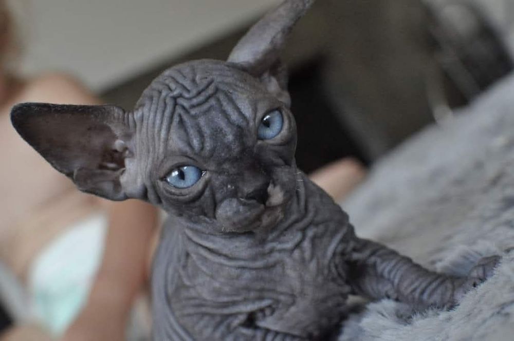 Kot sfinks niebieskie oko