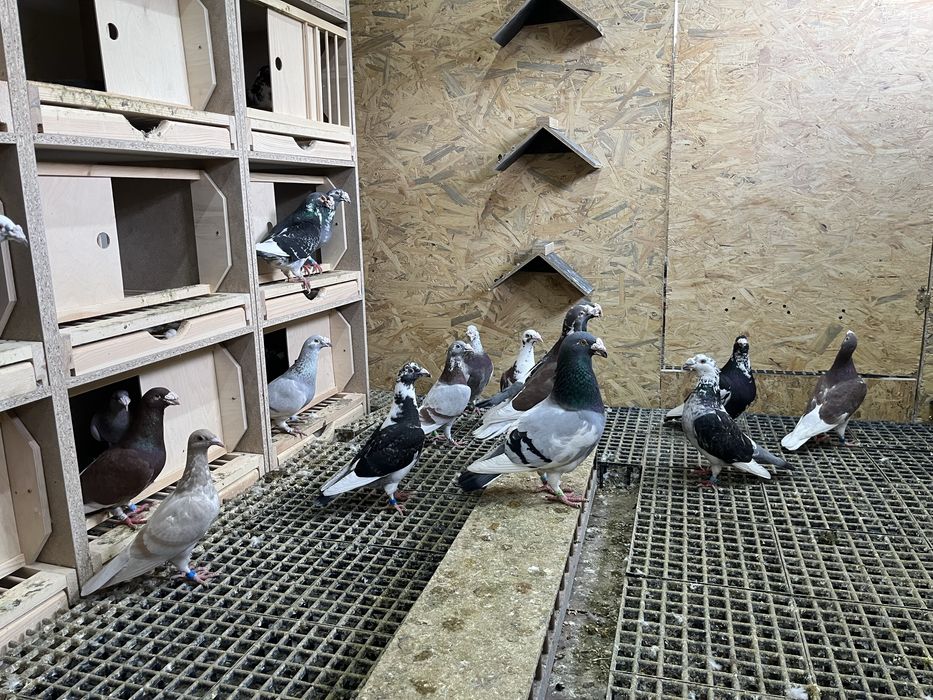 Gołębie staropolskie