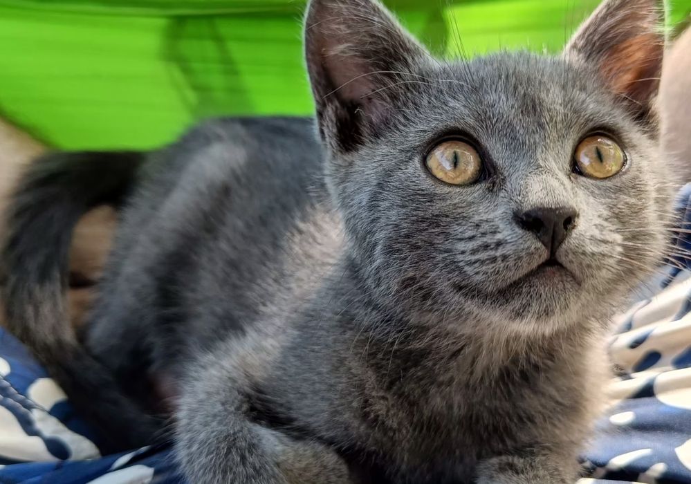 Кошеня шукає сім'ю