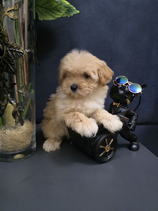 Maltipoo po pudelku toy i maltance linii koteańskoej