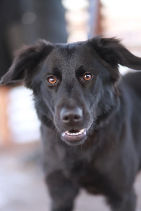 Jestem towarzyska, miła i oddana, czy dasz mi szansę na dom?