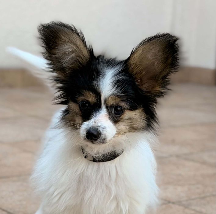 Papillon suczka ZKwP