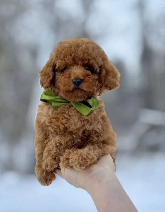 Той пудель, шикарнючій хлопчик