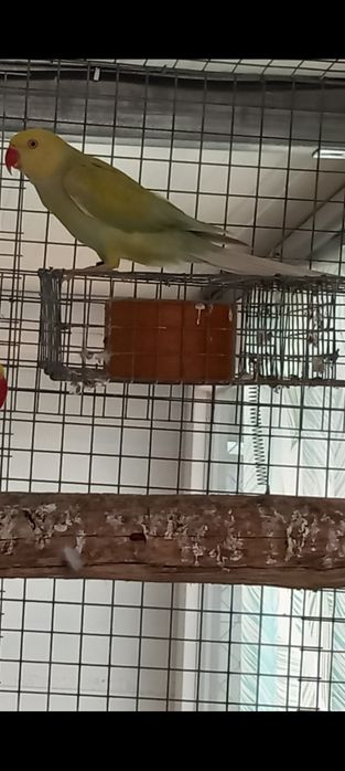 Ring necks adultos e novos. Várias mutações , CCs e / CC