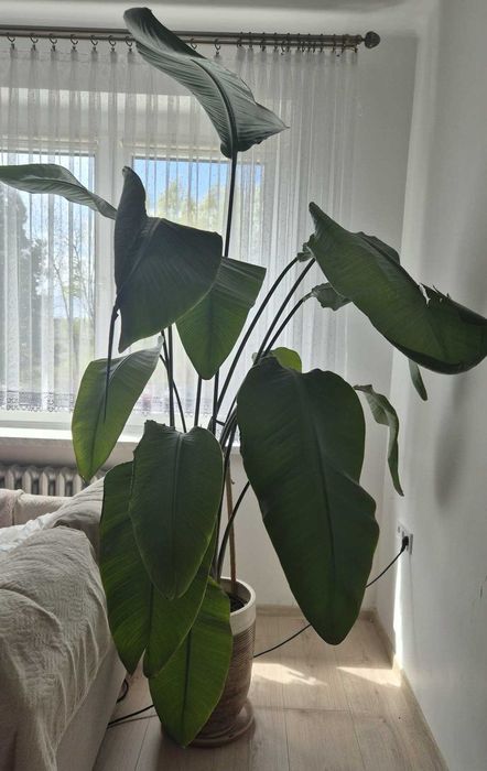 Strelicja Rajski Ptak 170 /180 cm