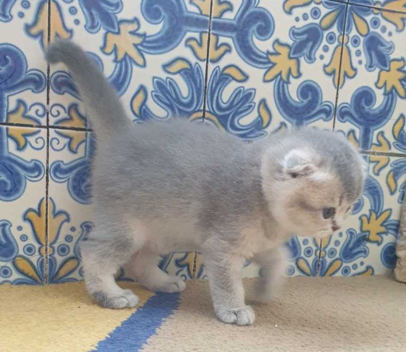 Gatinho scottish fold