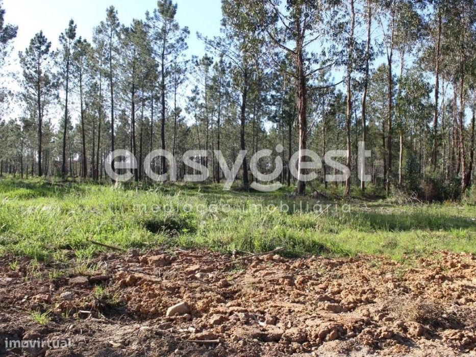 Terrenos com área total de 11080m2 maioritariamente Pinhal