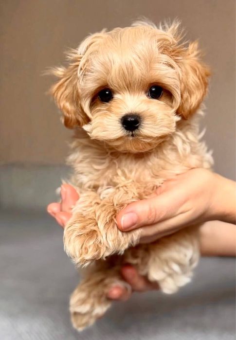 Малюки Мальтіпу міні і мікро F1