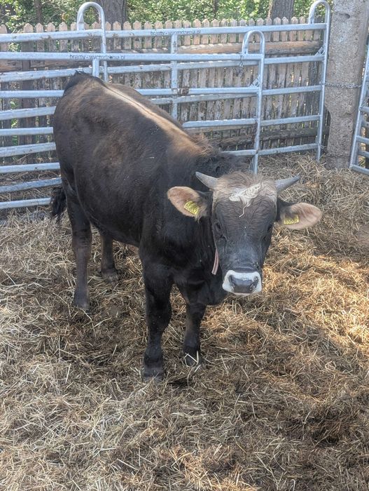 Byk, stadnik, rozpłodnik, Brown Swiss