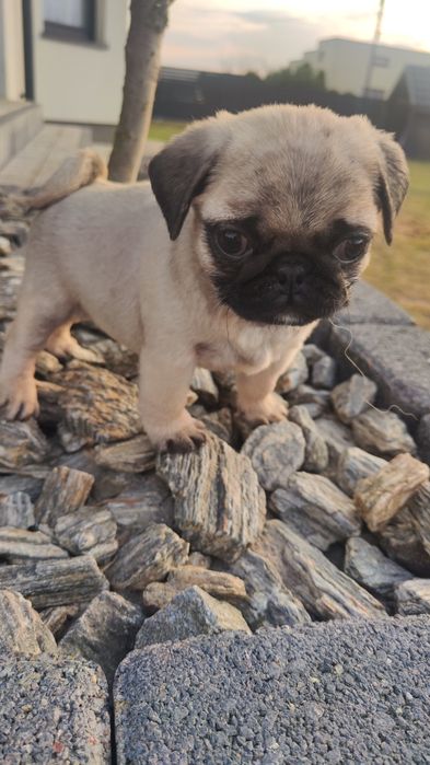 Mops beżowy pies