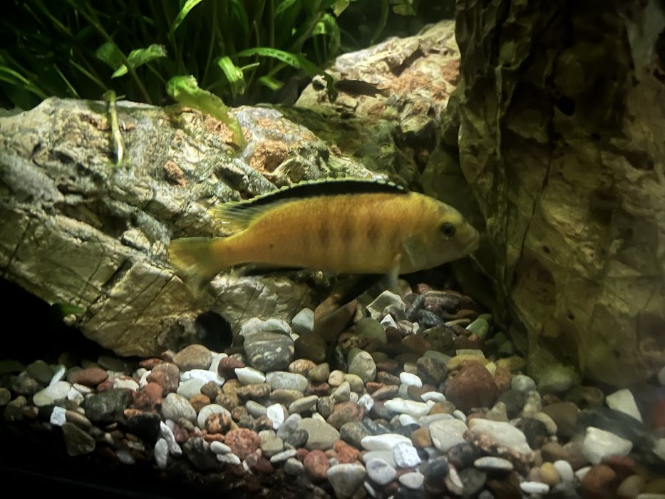 Pyszczak yellow samiec