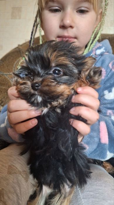 Продам собаки йоркширськие терьеры мініки.