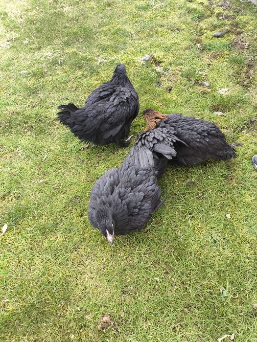 Kury green shell i dark Shell