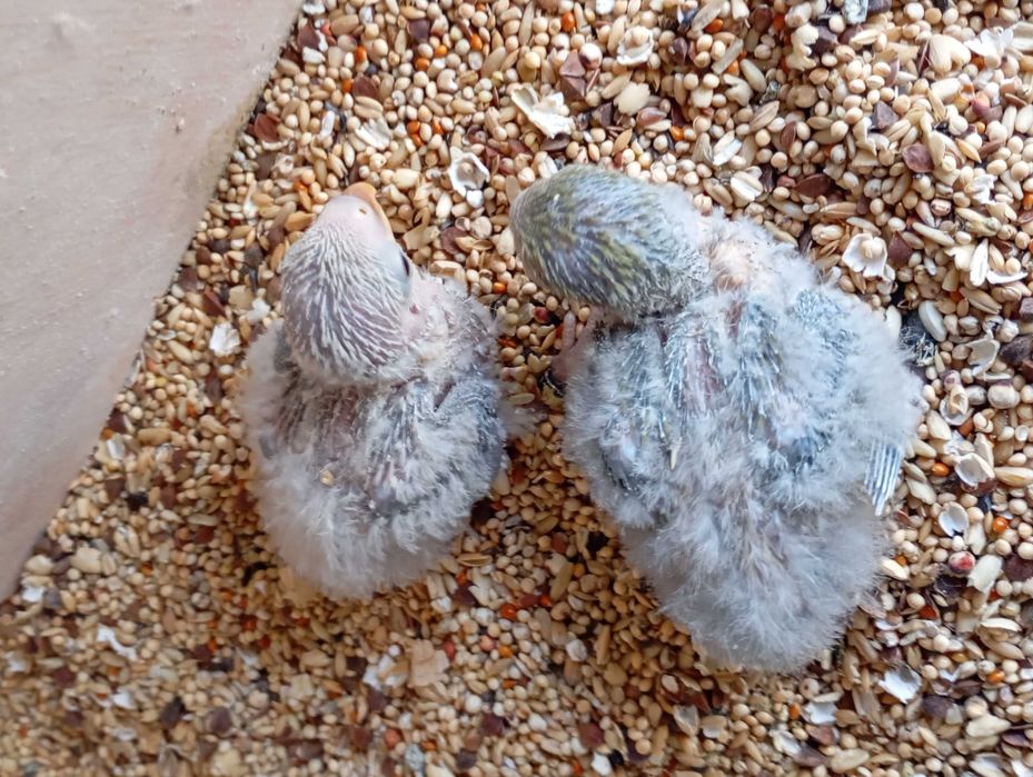 Vendo agapórnis bebé para cria a mão