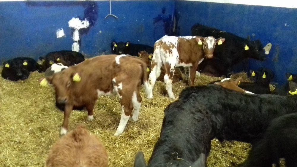 Cielęta, cielaki, byczki oraz jałówki mięsne, MM,MS,HF transport