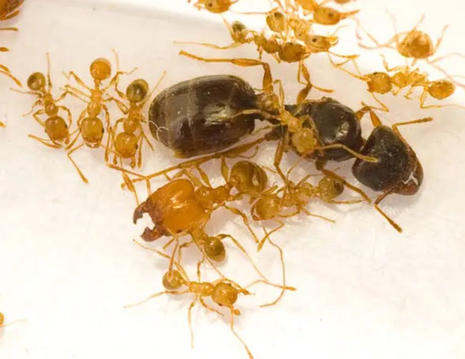 Pheidole pallidula/Мурахи