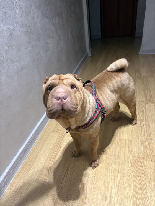 Случка шарпей одесса