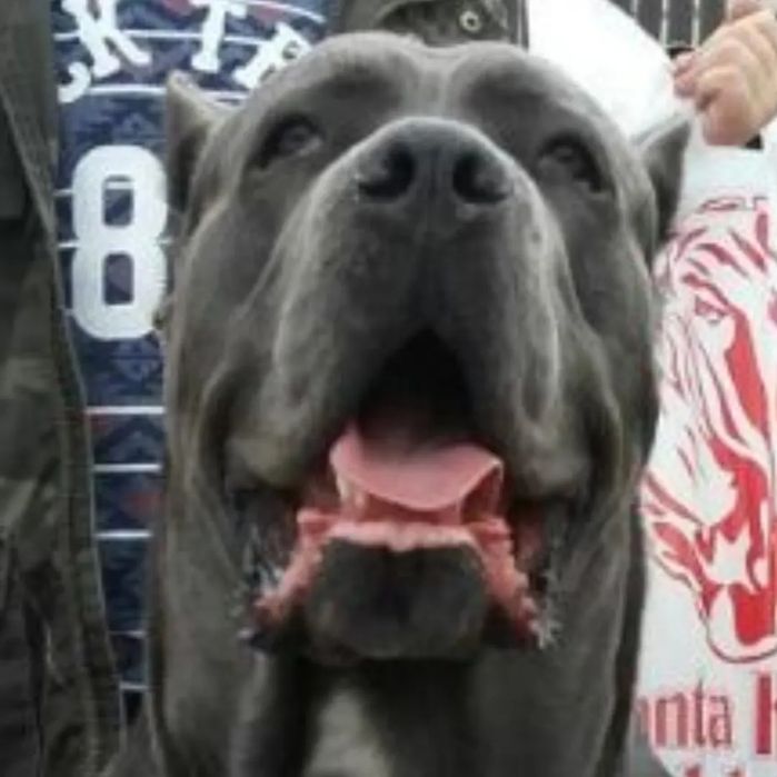 Кобель Кане Корсо для вязки