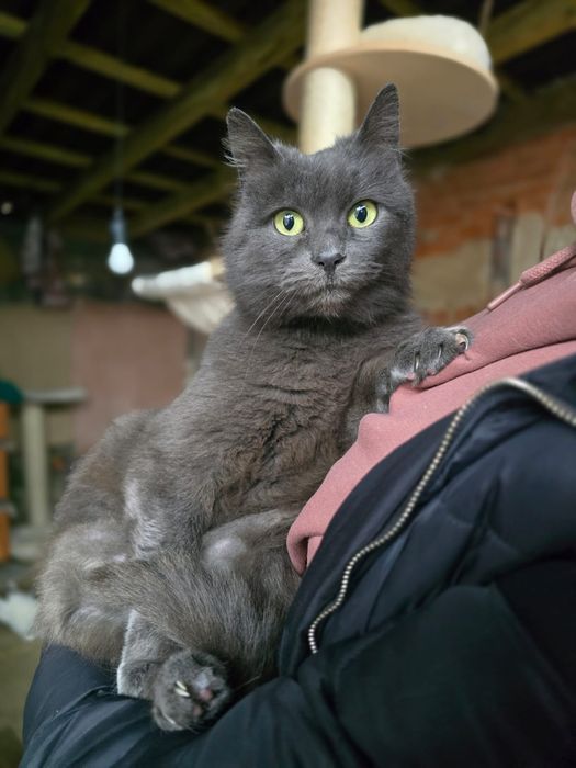 Piękna Yuki czeka na kochający dom