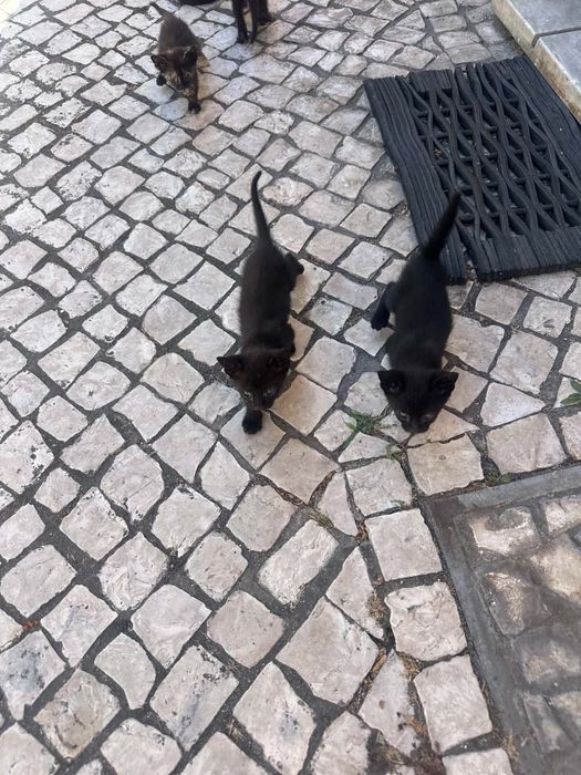Gatinhos para adoção responsàvel