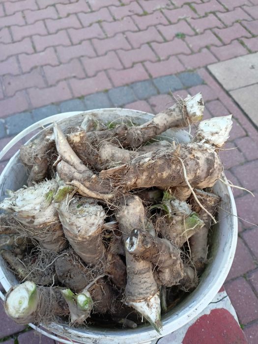 Chrzan ekologiczny
