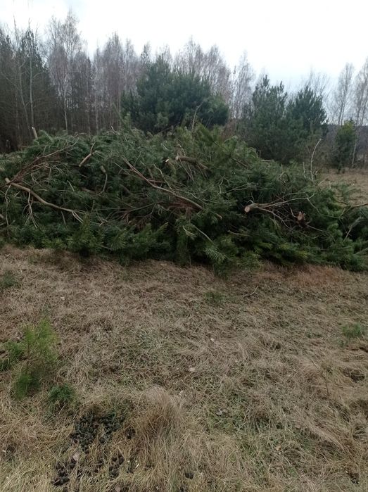 Gałęzie  sosny oddam