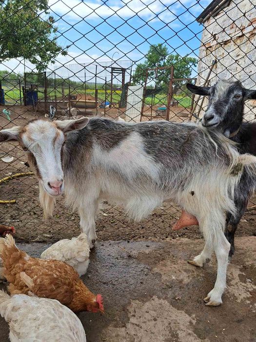 Продаю дойни Кози