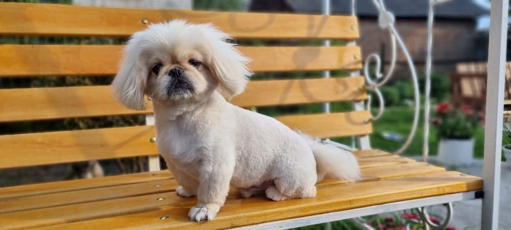 Імператорський пекінес в'язка