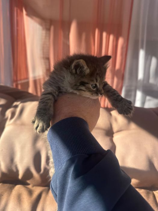 Отдам котят в хорошие руки