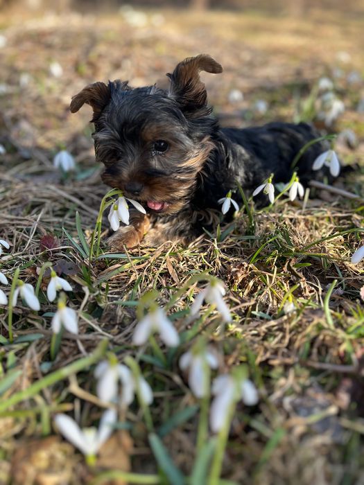 Продам Йорка собачку