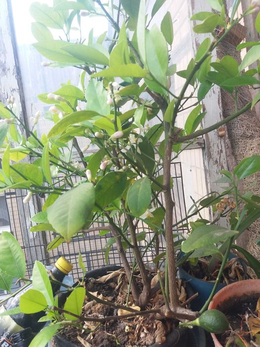 цветы саженцами отростками алое кактус каланхое  тещин язык лимон