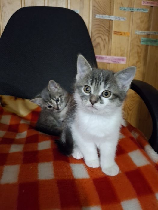 Віддам в люблячі ручки