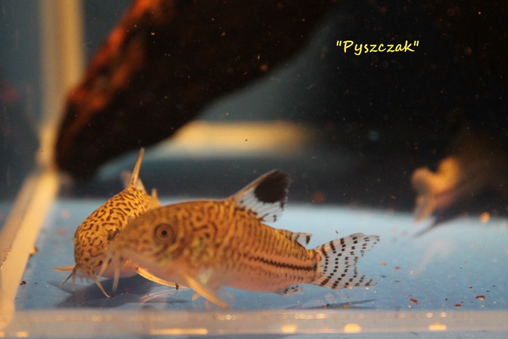 Kirys  Julii  od 'P"