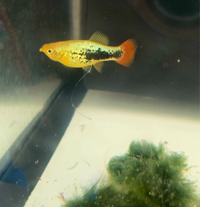 Aquario aquatlantis 60L como novo