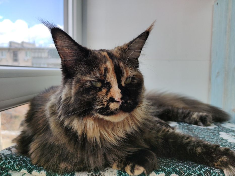 Черепаховая кошка Мейн Кун.