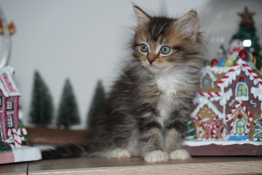 Black solid pręgowany ragdoll/cherubim