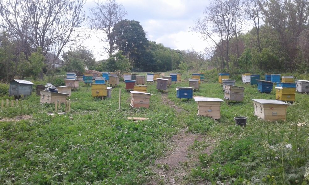 Продам бджолині сімї  бджоли(БДЖОЛОПАКЕТИ)2026