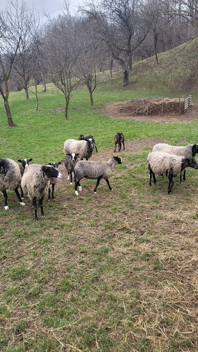 Продам вівцематку з двома яґнятами
