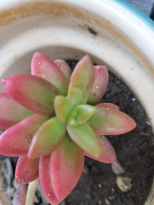 Planta Suculenta "Jelly Bean"