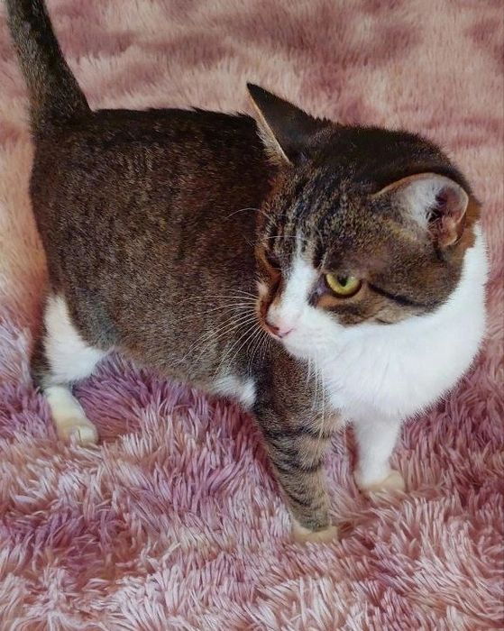 Отдам кошку лесного окраса, стерилизована, 1,5 года