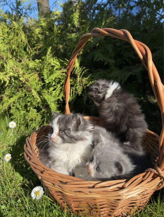 Кошенята в добрі руки
