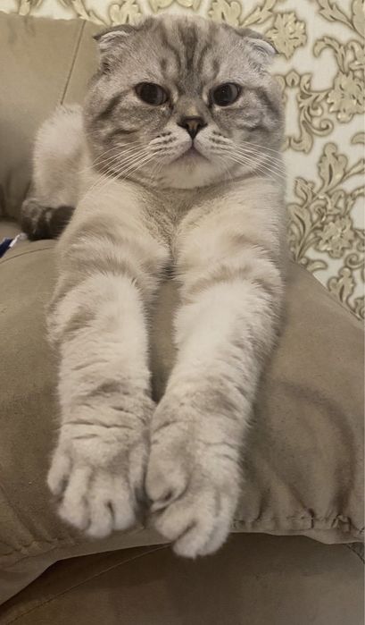 Шотландці,Британці,кошенята, шиншила,серебро , котята